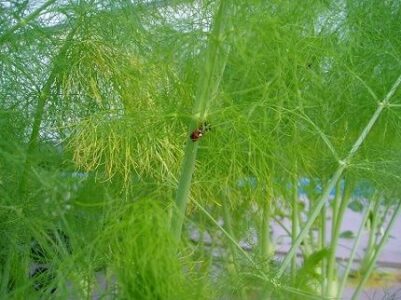 Ladybug Patrol Image